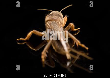 Cricket talpa isolato su sfondo nero (Gryllotalpidae) Foto Stock
