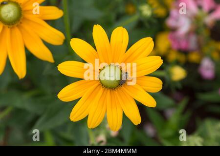 Primo piano di un Rudbeckia Fulgida occhi irlandesi. Chiamato anche coneflower arancione o coneflower perenne. Con un'ape inquinante. Foto Stock