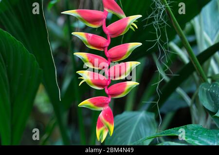 Primo piano / Macro di Heliconia Psittacorum. Comunemente conosciuto come artigli di aragosta, Falso uccello del paradiso o becco di pappagallo. Foto Stock