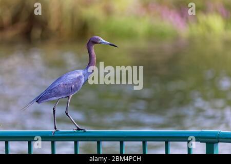 Un piccolo Heron Blu (Egretta caerulea) comune nel sud-est degli Stati Uniti, Messico, e America centrale, si trova su una barriera di guardia metallica vicino all'acqua, dove io Foto Stock