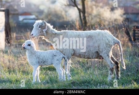 agnello e pecora al tramonto Foto Stock