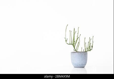 Piccola pianta succulenta in una pentola grigia isolata su sfondo bianco con spazio per le copie Foto Stock