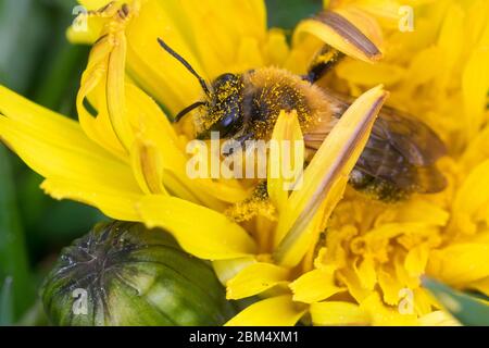 Glänzende Sandbiene, Glänzende Düstersandbiene, Glänzende Düster-Sandbiene, Flaum-Sandbiene, Flaumsandbiene, Weißflaum-Sandbiene, Sandbiene, Weibchen, Foto Stock