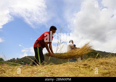 Kathmandu, Nepal. 06 maggio 2020. Un contadino nepalese che traina il grano manualmente colpendo fisicamente su un oggetto duro separata grano il suo stelo nel campo durante il blocco nazionale imposto per combattere la diffusione del romanzo coronavirus (COVID-19) a Kathmandu, Nepal nel maggio 06, 2020. (Foto di Subash Shrestha/Pacific Press) Credit: Pacific Press Agency/Alamy Live News Foto Stock