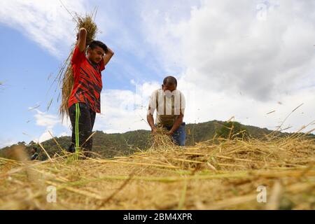 Kathmandu, Nepal. 06 maggio 2020. Gli agricoltori nepalesi che trafano il grano manualmente colpendo fisicamente su un oggetto duro separano il grano il suo stelo nel campo durante la chiusura a livello nazionale imposta per combattere la diffusione del romanzo coronavirus (COVID-19) a Kathmandu, Nepal nel maggio 06, 2020. (Foto di Subash Shrestha/Pacific Press) Credit: Pacific Press Agency/Alamy Live News Foto Stock