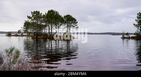 Hourtin lago di sabbia con grandi pini lungo spiaggia di sabbia francia Foto Stock