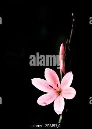 Rosa Giglio Kaffir, Schizostylis coccinea Foto Stock