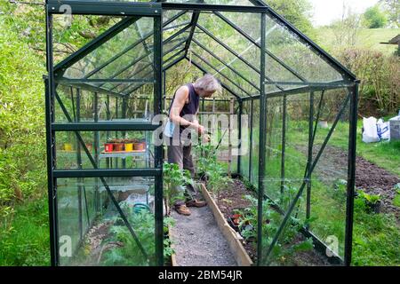 Vista esterna della serra e dell'uomo anziano che lavora all'interno taglio foglie di kale russe in aprile primavera Galles UK KATHY DEWITT Foto Stock