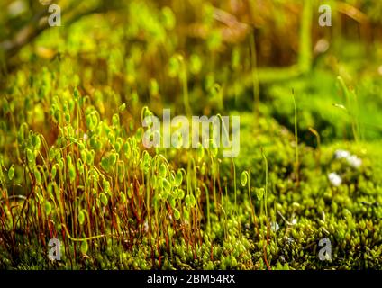 macro immagine di bella primavera muschio sfondo Foto Stock