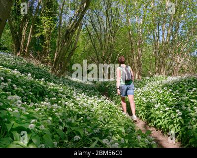 Donna che cammina su un sentiero attraverso boschi ricoperti di aglio selvatico (Allium ursinum) durante il periodo di chiusura del Coronavirus, Wiltshire, UK, aprile. Foto Stock
