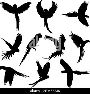 set di silhouette di pappagallo Illustrazione Vettoriale