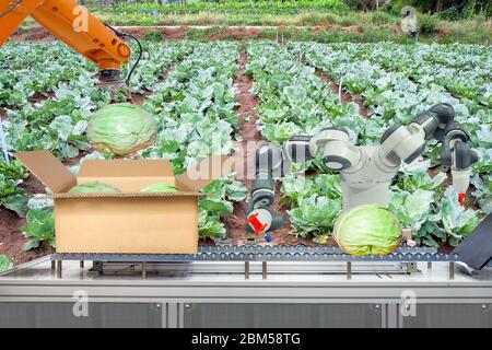 Robot industriale che sono stati applicati per l'agricoltura per il lavoro di imballaggio del cavolo messo su cartone scatola tramite nastro trasportatore, industria 4.0 e smart farm 4.0 Foto Stock