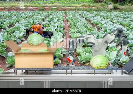 Robot industriale che sono stati applicati per l'agricoltura per il lavoro di imballaggio del cavolo messo su cartone scatola tramite nastro trasportatore, industria 4.0 e smart farm 4.0 Foto Stock