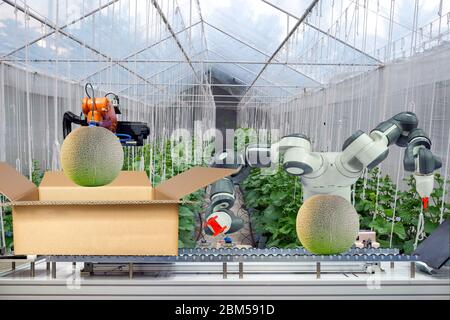 Robot industriale che sono stati applicati per l'agricoltura per il lavoro di imballaggio del melone messo su cartone scatola tramite nastro trasportatore, industria 4.0 e smart farm 4.0 Foto Stock