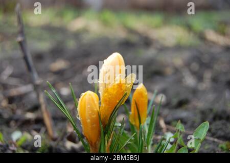 lo zafferano giallo cresce dalla primavera macinata Foto Stock