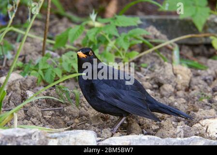 Blackbird - Turdus merula Maschile foraging in giardino Foto Stock