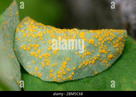 Sorrel o Oxalis Rust Fungus - Puccinia oxalidis sul lato inferiore della foglia di Pink Sorrel - Oxalis articolata Foto Stock