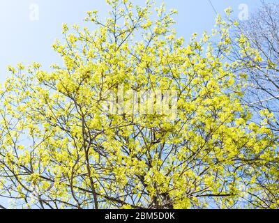 primavera in città - fioritura cima di acero con cielo blu grigio sullo sfondo in cantiere urbano Foto Stock