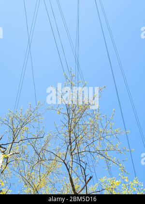 primavera in città - vista dal basso della fioritura cima di pioppo e fili in cielo blu sullo sfondo in cantiere urbano Foto Stock