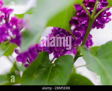 Fiore lilla su 8 petali. Fiori viola di un cespuglio lilla. Primo piano, macro. Foto Stock