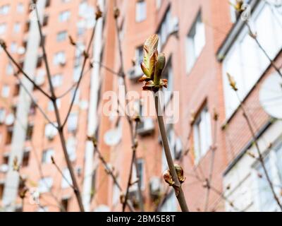 primavera in città - gemme di cavallo-castagno primo piano e casa appartamento su più piani sullo sfondo (fuoco sul bocciolo sul ramoscello in primo piano) Foto Stock