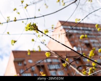 primavera in città - vista dal basso dei fiori di acero e alto edificio di appartamenti sullo sfondo (fuoco sui fiori sul ramoscello in primo piano) Foto Stock
