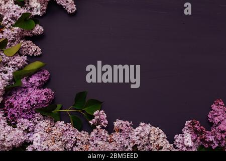 primavera fioritura fiori lilla su uno sfondo scuro Foto Stock
