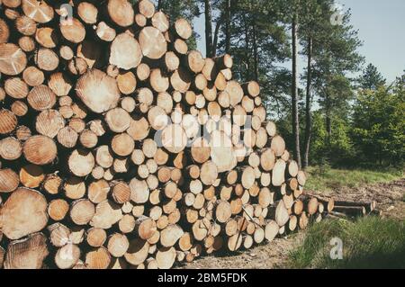 Tronchi di legno con foresta su sfondo / Trunks di alberi tagliati e impilati in primo piano, verde foresta sullo sfondo Foto Stock