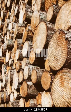 Tronchi di legno con foresta su sfondo / Trunks di alberi tagliato e impilato immagine ravvicinata Foto Stock