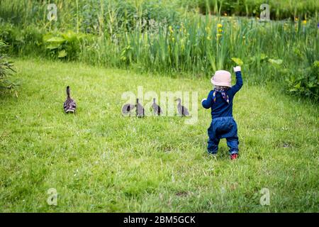 il bambino sta inseguendo alcune anatre nel giardino Foto Stock