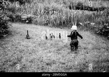 il bambino sta inseguendo alcune anatre nel giardino Foto Stock