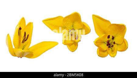 Un giglio giallo fiorente con germoglio e foglia isolato su bianco. Immagini a stock per la progettazione. I fiori sono disposti in diverse angolazioni. Tre gemme a metà apertura Foto Stock