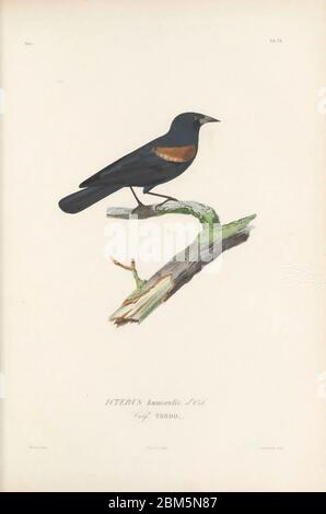 Uccelli di Cubo 1838 cetriolo con spalle al gelo, (Agelaius humeralis) [qui come ICTERUS humeralis aka TORO]. Dal libro Histoire physique, politique et naturelle de l'ile de Cuba [storia fisica, politica e naturale dell'isola di Cuba] di Sagra, Ramón de la, 1798-1871; Orbigny, Alcide Dessalines d', 1802-1857 Data di pubblicazione 1838 Editore Parigi : A. Bertrand Foto Stock