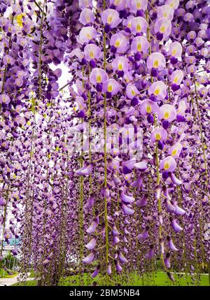 Bella viola fiori di glicine in fiore nel giardino di primavera Foto Stock