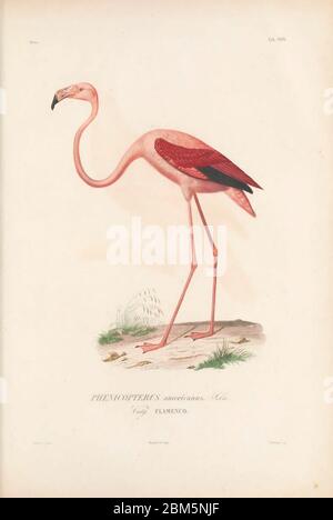 Uccelli di Cubo 1838 fenicotteri americani (Fenicotterus ruber [qui come Fenicotterus americanus]). Il fenicottero americano (o caraibico) è un grande uccello guado che abita laghi e acque costiere in parti del Sud e Centro America. Si nutre immergendo il suo grande becco nell'acqua e filtrando gamberi, piante e insetti. Il colore rosa è dovuto ai pigmenti nei gamberi che compongono gran parte della sua dieta. Dal libro Histoire physique, politique et naturelle de l'ile de Cuba [storia fisica, politica e naturale dell'isola di Cuba] di Sagra, Ramón de la, 1798-1871; OR Foto Stock