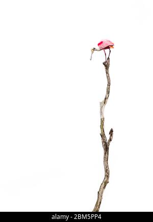 Rosate la spatola sulla cima di un tronco di albero morto con uno sfondo bianco Foto Stock