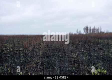 Parco Nazionale di Biebrza, Polonia 6 maggio 2020. Distruzione dopo l'incendio del Parco Nazionale di Biebrza in Polonia. Credit: Slawomir Kowalewski/Alamy Live News Foto Stock