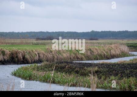 Parco Nazionale di Biebrza, Polonia 6 maggio 2020. Distruzione dopo l'incendio del Parco Nazionale di Biebrza in Polonia. Credit: Slawomir Kowalewski/Alamy Live News Foto Stock