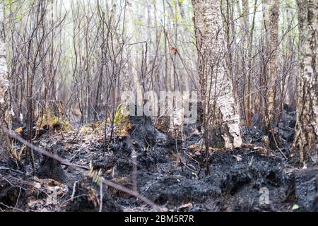 Parco Nazionale di Biebrza, Polonia 6 maggio 2020. Distruzione dopo l'incendio del Parco Nazionale di Biebrza in Polonia. Credit: Slawomir Kowalewski/Alamy Live News Foto Stock