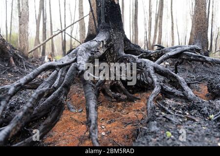 Parco Nazionale di Biebrza, Polonia 6 maggio 2020. Distruzione dopo l'incendio del Parco Nazionale di Biebrza in Polonia. Credit: Slawomir Kowalewski/Alamy Live News Foto Stock