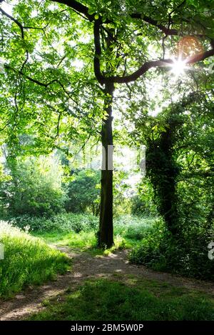 La luce del sole che splende attraverso gli alberi Foto Stock