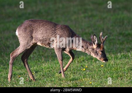 Buck di capra per adulti in velluto Foto Stock