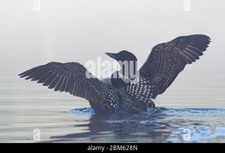 Comune Loon (Gavia Immer) che breaching l'acqua per allungare e asciugare le sue piume su una mattina nebbia in Ontario, Canada Foto Stock