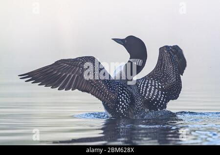 Comune Loon (Gavia Immer) che breaching l'acqua per allungare e asciugare le sue piume su una mattina nebbia in Ontario, Canada Foto Stock