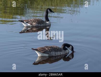 Oca Canada (Branta canadensis), ritratto di due adulti che nuotano, Dumfries, SW Scotland Foto Stock