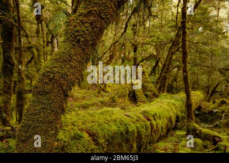 Foresta vicino al Lago Gunn, Parco Nazionale di Fiordlands, Nuova Zelanda Foto Stock