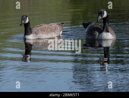 Oca Canada (Branta canadensis), ritratto di due adulti che nuotano, Dumfries, SW Scotland Foto Stock