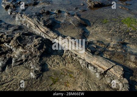 180 milioni di anni Petrificati alberi a Curio Bay, Otara, Nuova Zelanda Foto Stock