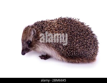 Cute selvaggio europeo Hedgehog isolato su sfondo bianco. Foto Stock