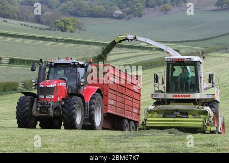 Howardian Hills, Brandsby, North Yorkshire. 7 maggio 2020. Gli agricoltori sono impegnati a raccogliere e raccogliere il raccolto di insilato in condizioni meteorologiche favorevoli in tutto il Nord dell'Inghilterra, prima del fine settimana delle feste della Banca. Credit: Matt Pennington / Alamy Live News. Foto Stock